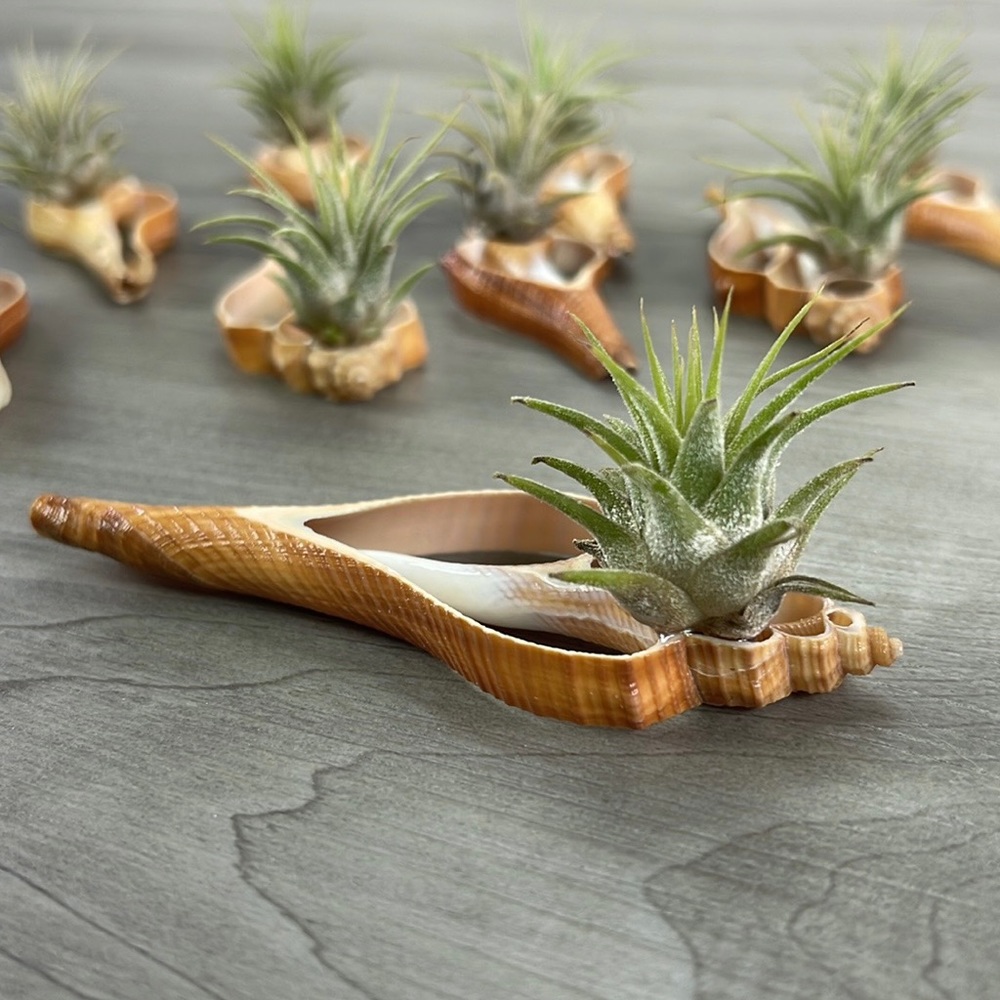 🔆AIR PLANT BUDDY🔆 WITH REAL SEA SHELL HAND MADE AND UNIQUE - Picture 6 of 9